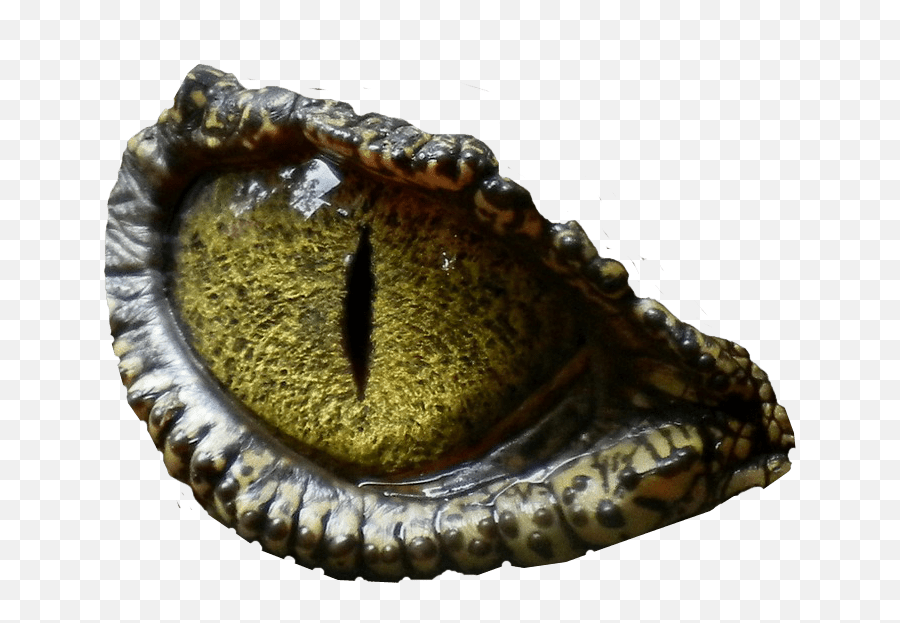 Dinosaur Eye Transparent Background - T Rex Eye Png,Eye Transparent - free  transparent png images 