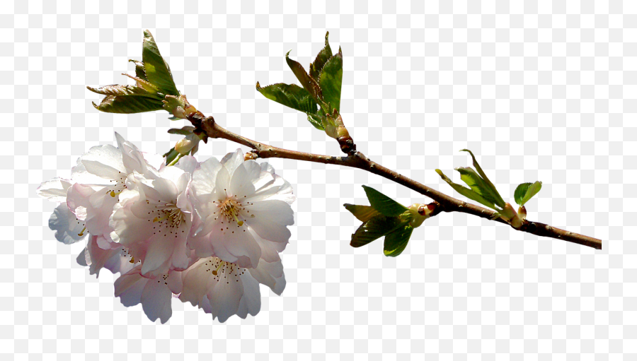 Prunusbranchpnggraphicsclipping - Free Image From Imagenes De Flor Png,Cherry Blossom Branch Png