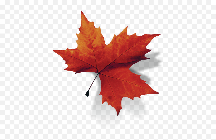 Canada Leaf Free Png Transparent - Canada Leaf Backgournd,Canada Maple Leaf Png