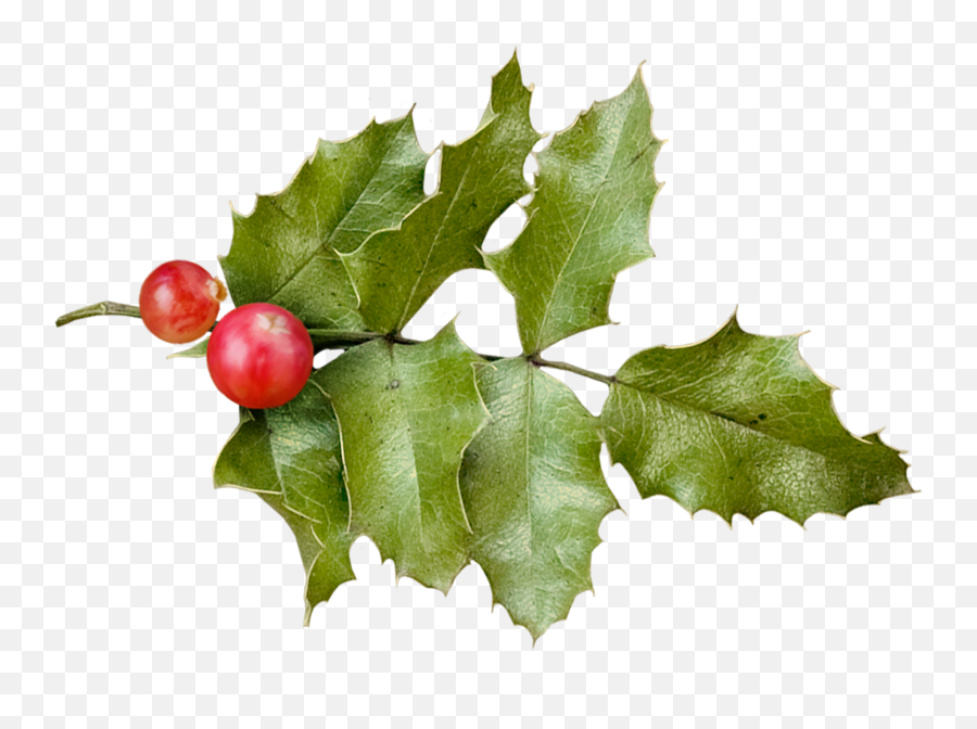 Holly Christmas - Holly Png Download 18221289 Free Holly,Christmas Holly Png