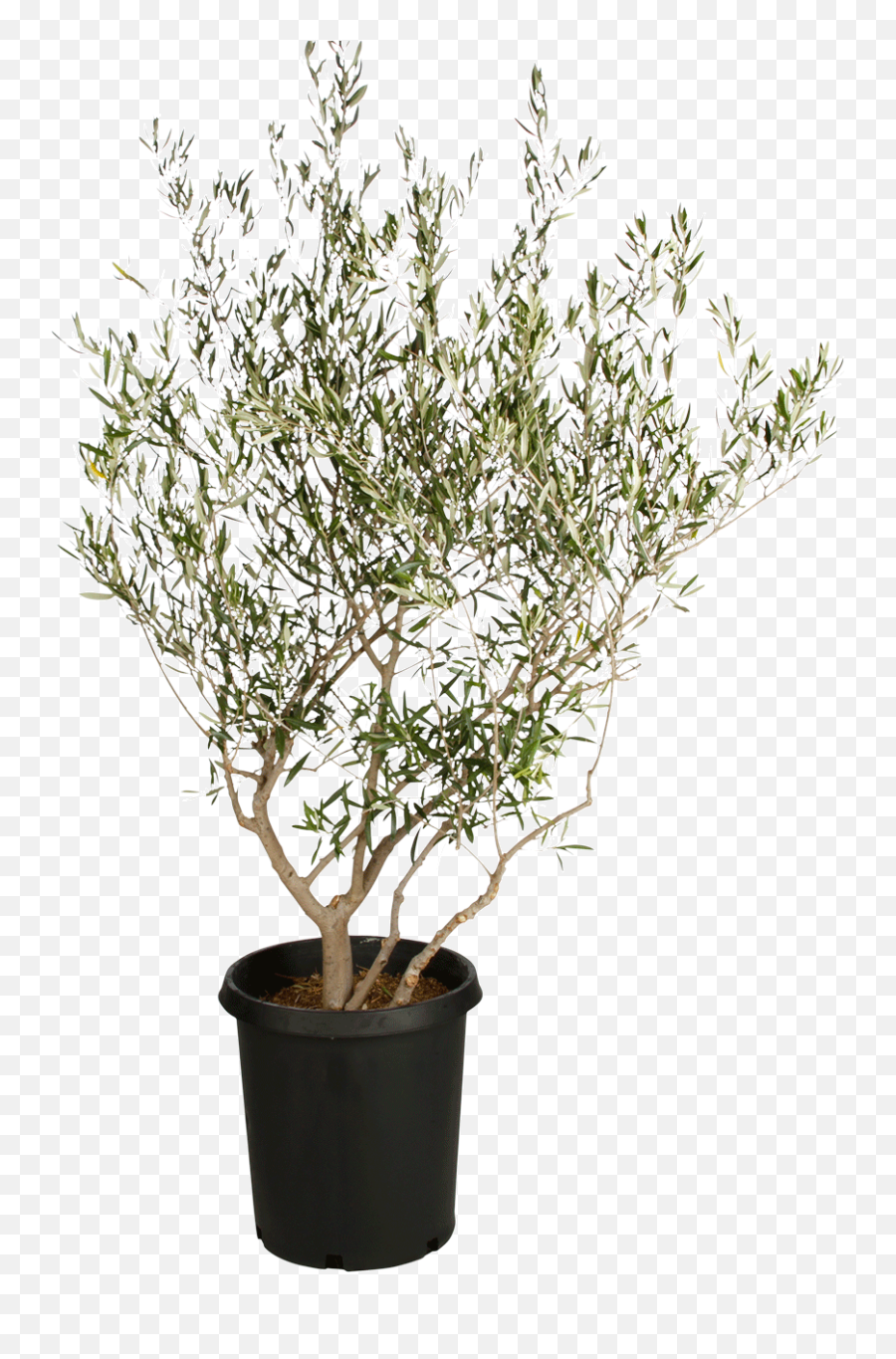 Png Download Fruitless Olive Tree - Transparent Background Olive Tree Png,Olive Tree Png