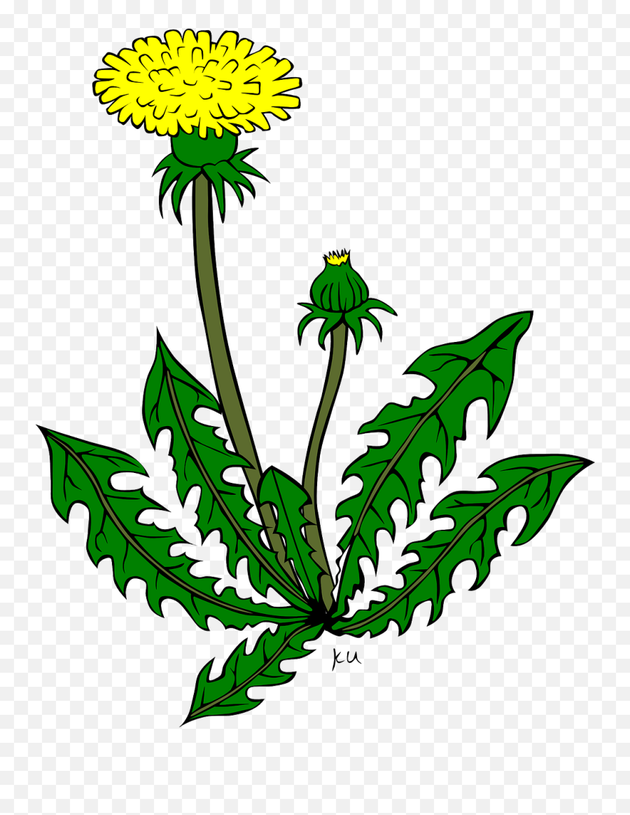 Library Of Garden Weeds Graphic - Weeds Clipart Png,Weeds Png
