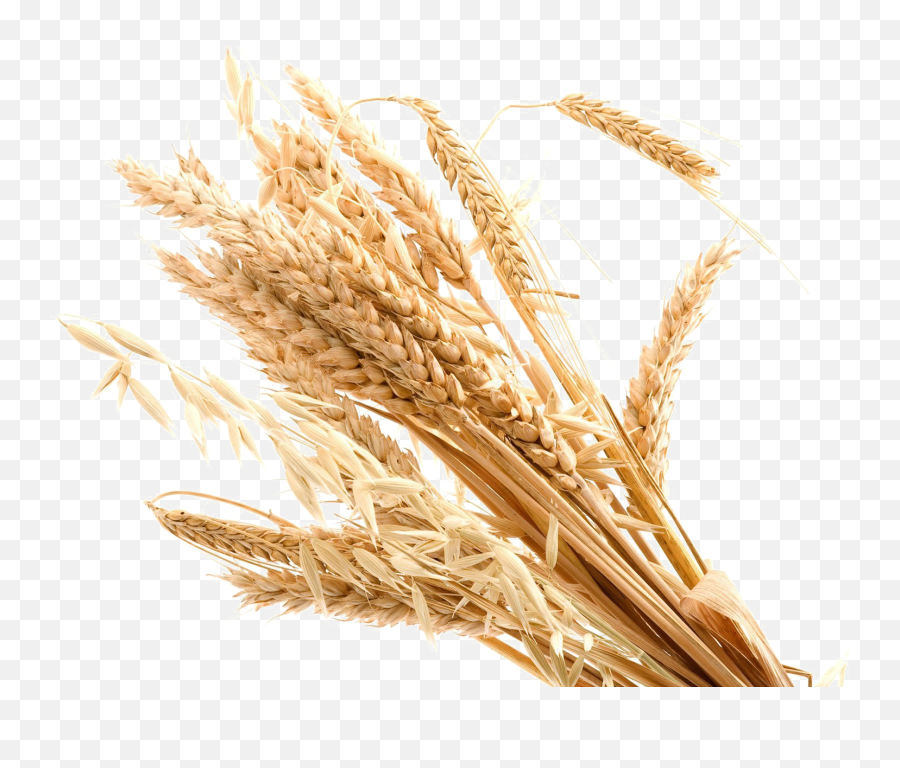 Wheat Transparent Background Png - Transparent Background Wheat Transparent,Wheat Transparent Background