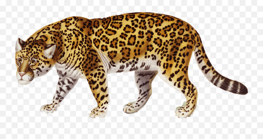 Transparent Png Images Icons And Clip Arts - Jaguar Png,Jaguar Png