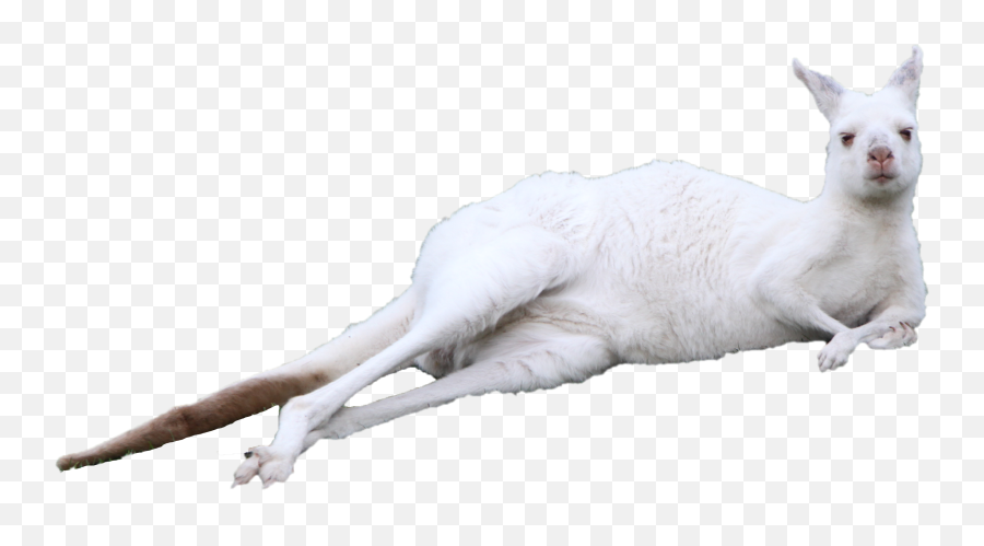 Kitten Kangaroo Cuteness - Lying On The White Kangaroo Png White Kangaroo Laying Down,Kangaroo Png