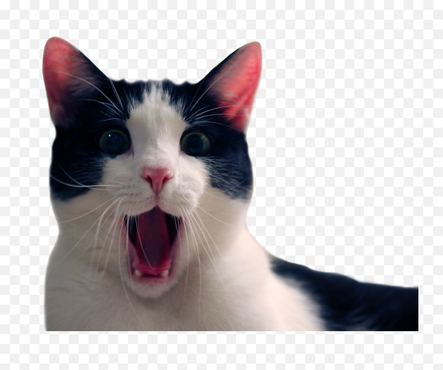 Funny Cat Transparent Background - Funny Cat Transparent Background Png,Cats Transparent Background