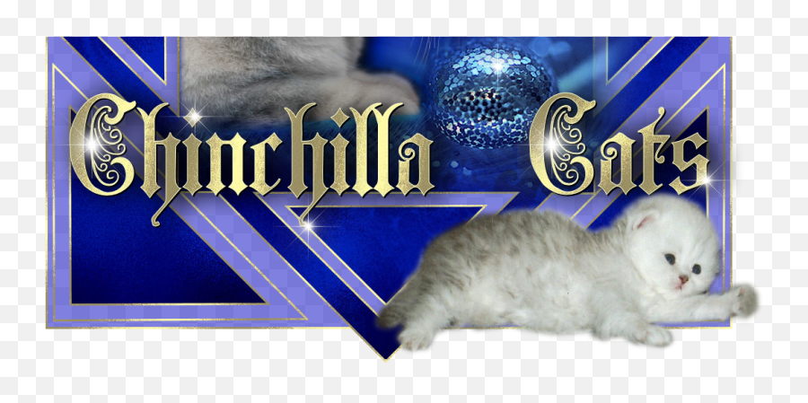 Jandindi - Registered Breeder Of Chinchilla Persians Cat Png,Chinchilla Png