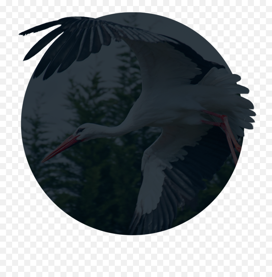 Download Mute - White Stork Full Size Png Image Pngkit Little Blue Heron,Stork Png