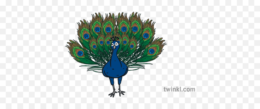 Ks1 Cute Peacock Illustration - Twinkl Turkey Png,Peacock Png