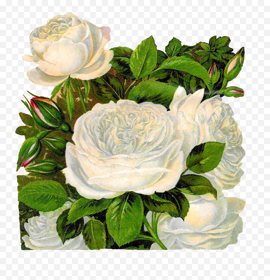 Royalty Clip Art Vector Logos Of Black - White Rose Art Vintage Png,Black And White Rose Png