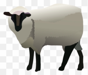 Download Hd Sheep Clipart Nativity Animal - Sheep Bighorn Png,Nativity Star Png