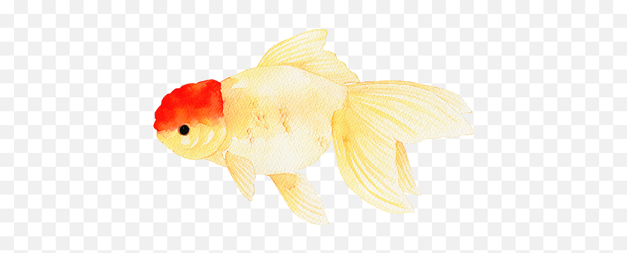 Download Goldfish - Chinese Drawn Fish Full Size Png Image Pomacentridae,Goldfish Transparent Background