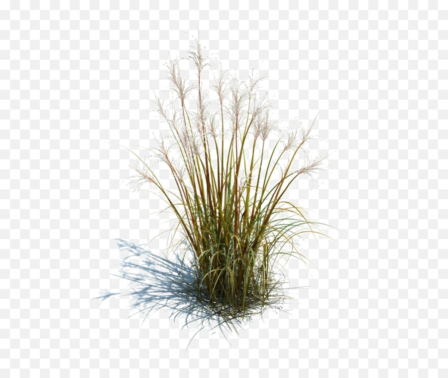 Long Grass Transparent Images - Transparent Long Grass Png,Tall Grass Png