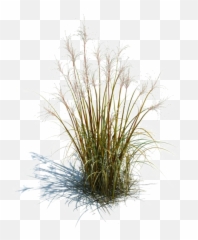 Long Grass Transparent Images - Png