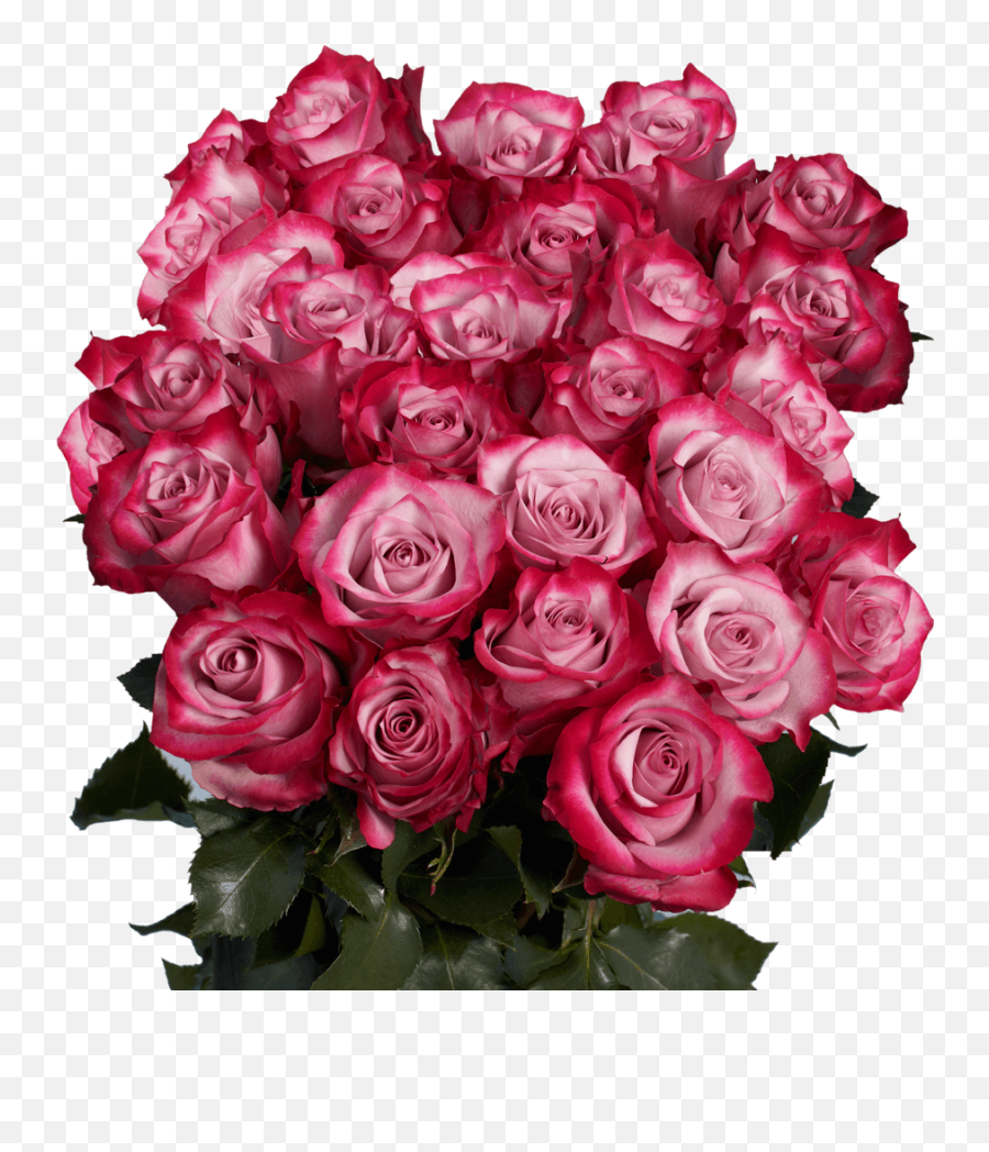 Premium Deep Purple Roses - Beautiful Roses Png,Purple Roses Png
