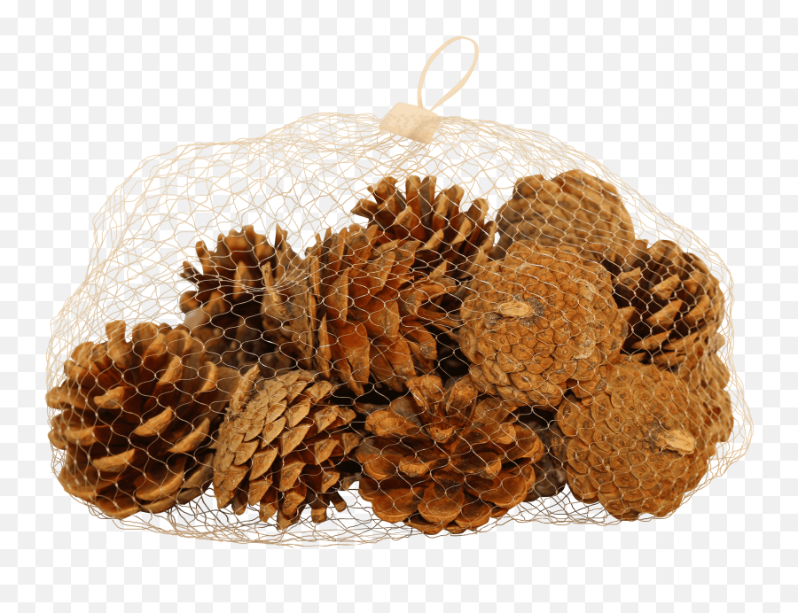 Download Natural Pine Cones - Fruit Hd Png Download Uokplrs Fruit,Pine Cone Png