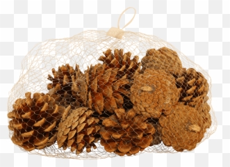 Download Natural Pine Cones - Fruit Hd Png Download Uokplrs Fruit,Pine Cone Png