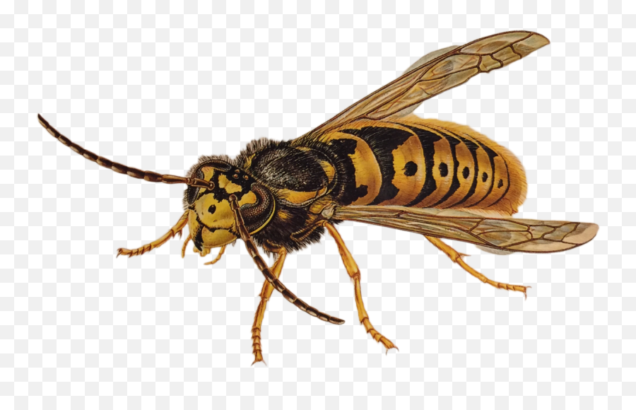 Wasp Png - Wasp,Hornet Png