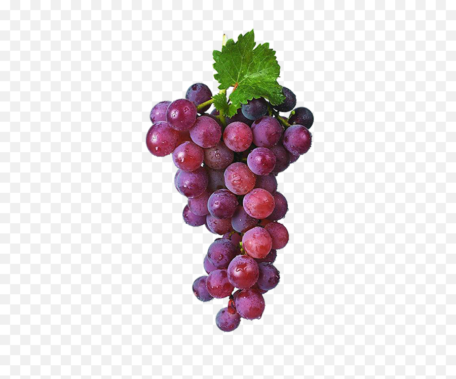 Grape Vines Png - Red Grapes Grape Png Image U0026 Grape Clip Disposable Vape Ghost Xl,Grape Png