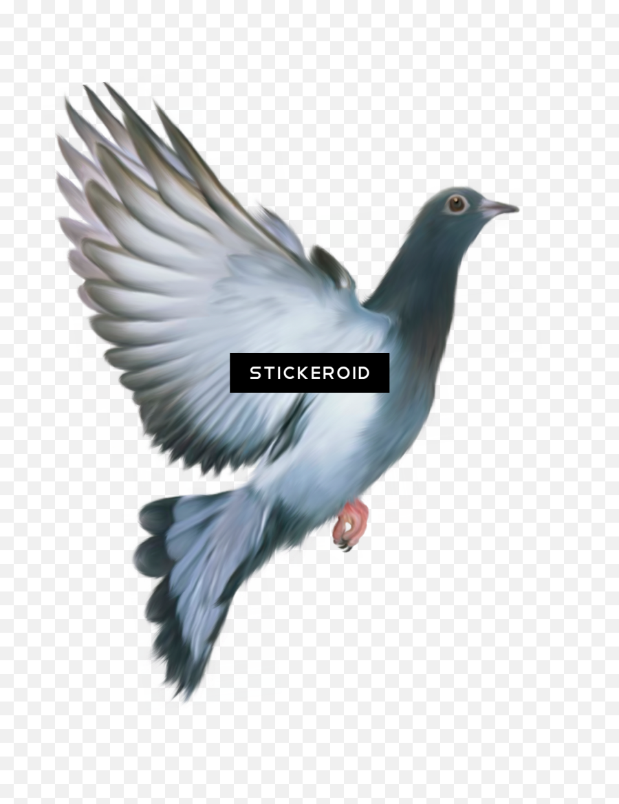 Transparent Background Pigeon Png - Republic Day Dove Bird,Doves Png