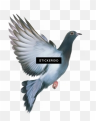 Transparent Background Pigeon Png - Republic Day Dove Bird,Doves Png