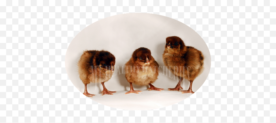 Download Baby Chick Description - Partridge Plymouth Rock Chick Png,Baby Chick Png