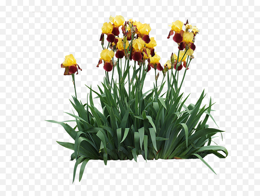 Iris Germanica - Irises Png,Iris Flower Png
