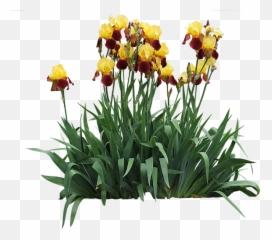 Iris Germanica - Irises Png,Iris Flower Png