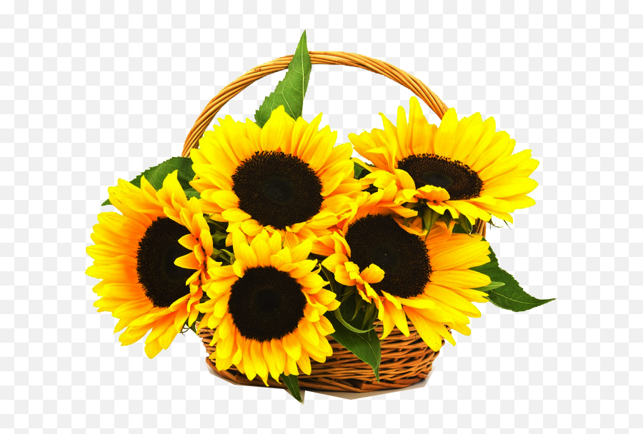 Sunflowers Png - Sunflowers Png One Sunflowers In A Basket Transparent Sunflower Basket,Transparent Sunflowers