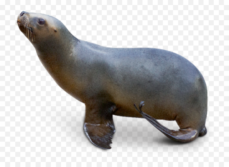 Sea Lion Transparent Png - Leone Marino Png,Sea Lion Png