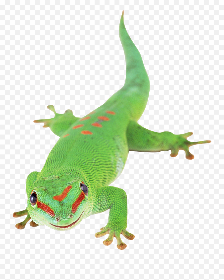 Lizard Png Transparent
