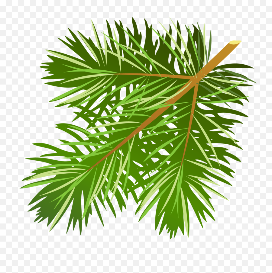 Pine Tree Branch Clip Art - Clip Art Pine Needles Png,Pine Branch Png