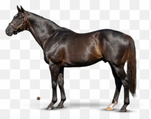 More Than Ready - WinStar Farm Laoban Stallion png