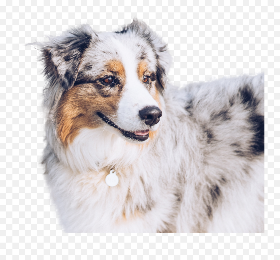 Probiotic For Dogs - The Native Pet Northern Breed Group Png,Australian Shepherd Icon