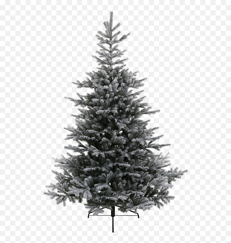 Käthe Wohlfahrt - Online Shop Tree Grandis Fir Snowy 590 Inch Christmas Decorations And More Everlands Snowy Grandis Fir Png,Snowy Trees Png