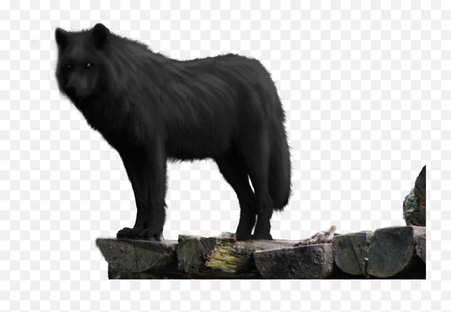 Black Wolf Pictures - Png Free Download Black Wolf On Rock,The Rock Png