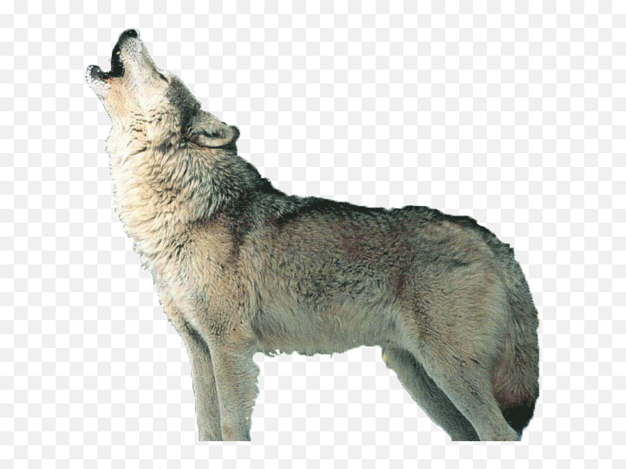 Howling Wolf - Howling Wolf Png,Howling Wolf Png
