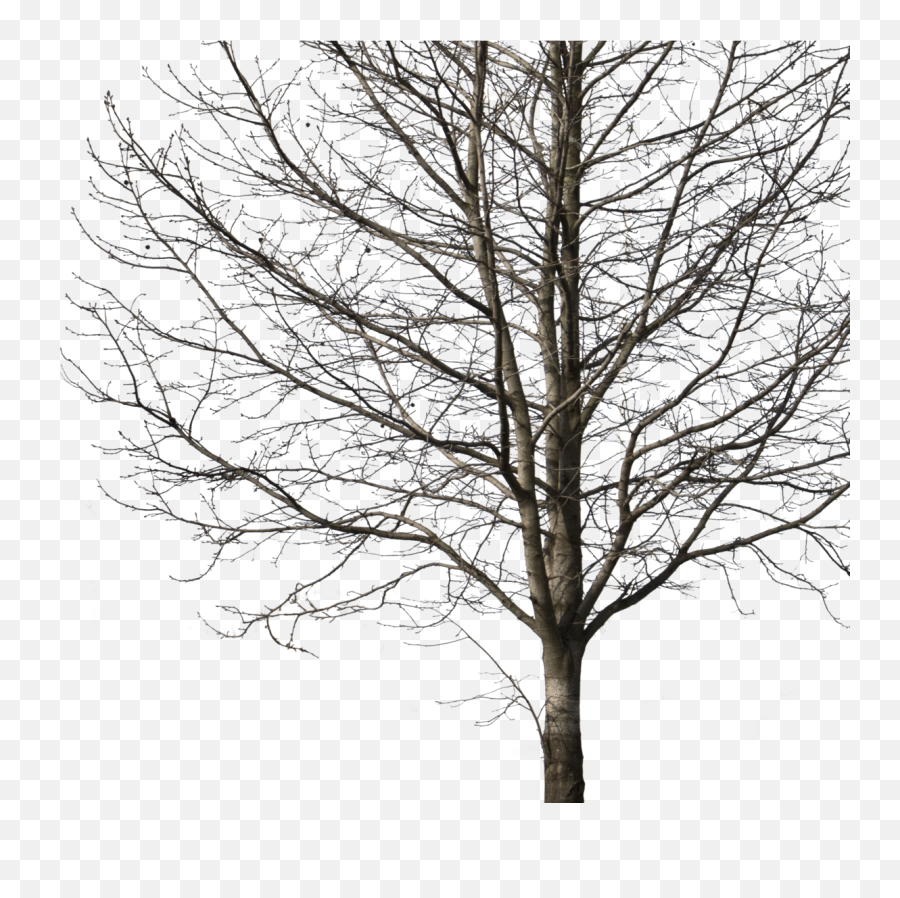 Deciduous Tree Winter I - Winter Tree Cut Out Png,Wood Png