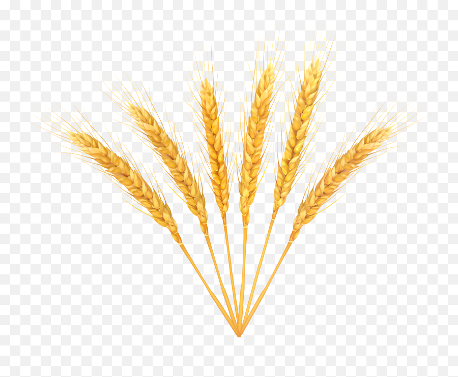 Transparent Wheat Clipart Png Background