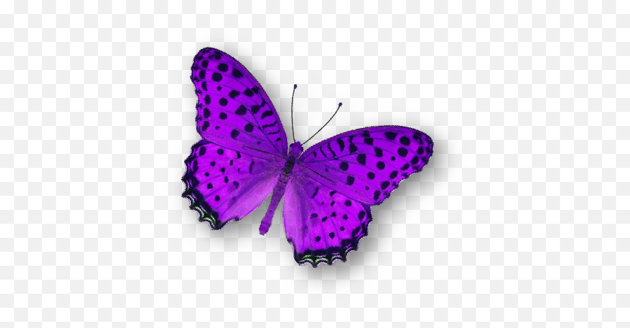 Aeden Studio Png Purple Butterfly