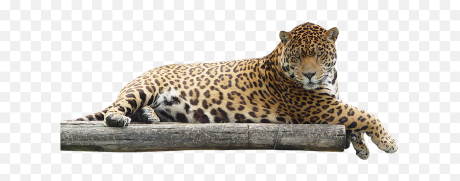 Jaguar Png - Animal Jaguar Png,Jaguar Png