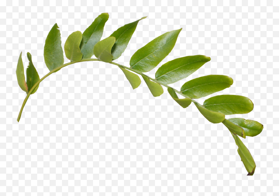 Leaves Png Transparent Images Free Download Clip Art - Green Leaves Png,Mint Leaf Png