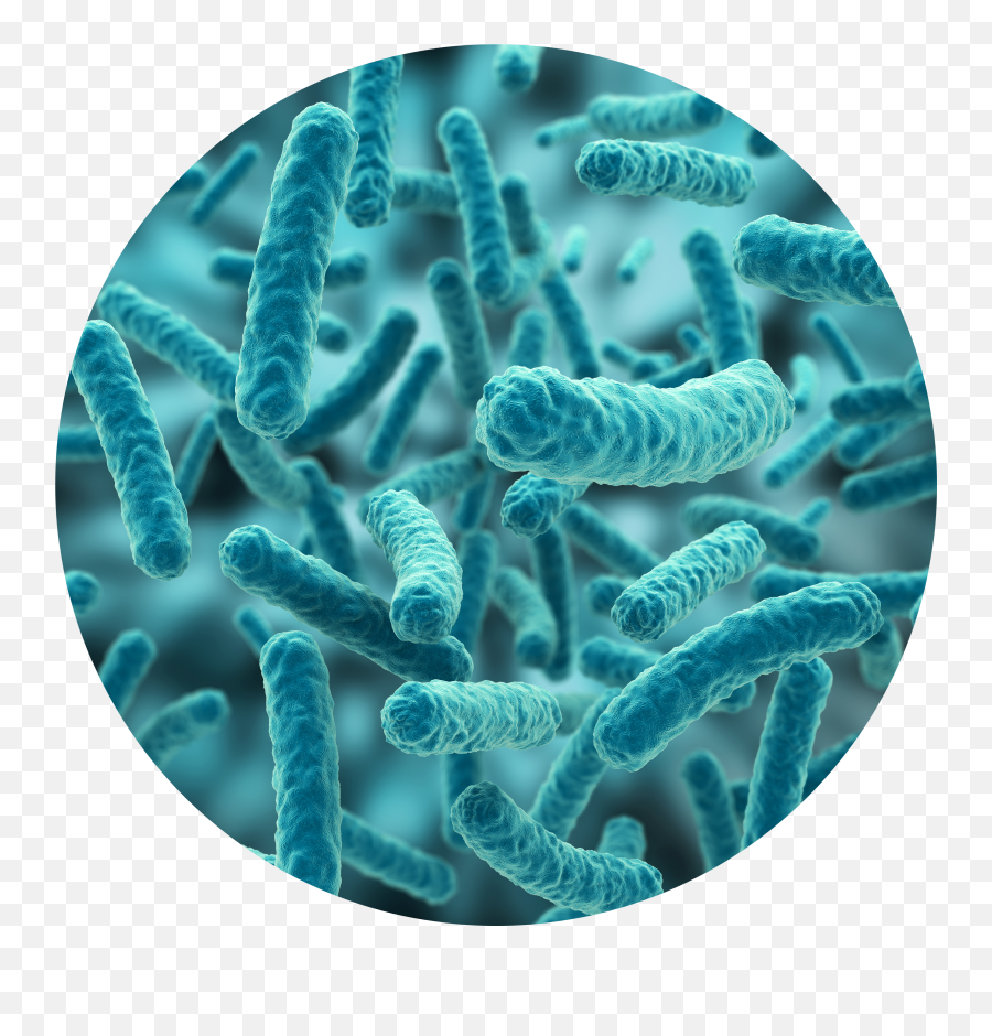 Bacteria Png Picture - Bacteria Png Hd,Bacteria Transparent Background