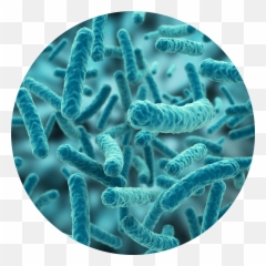 Bacteria Png Picture - Hd