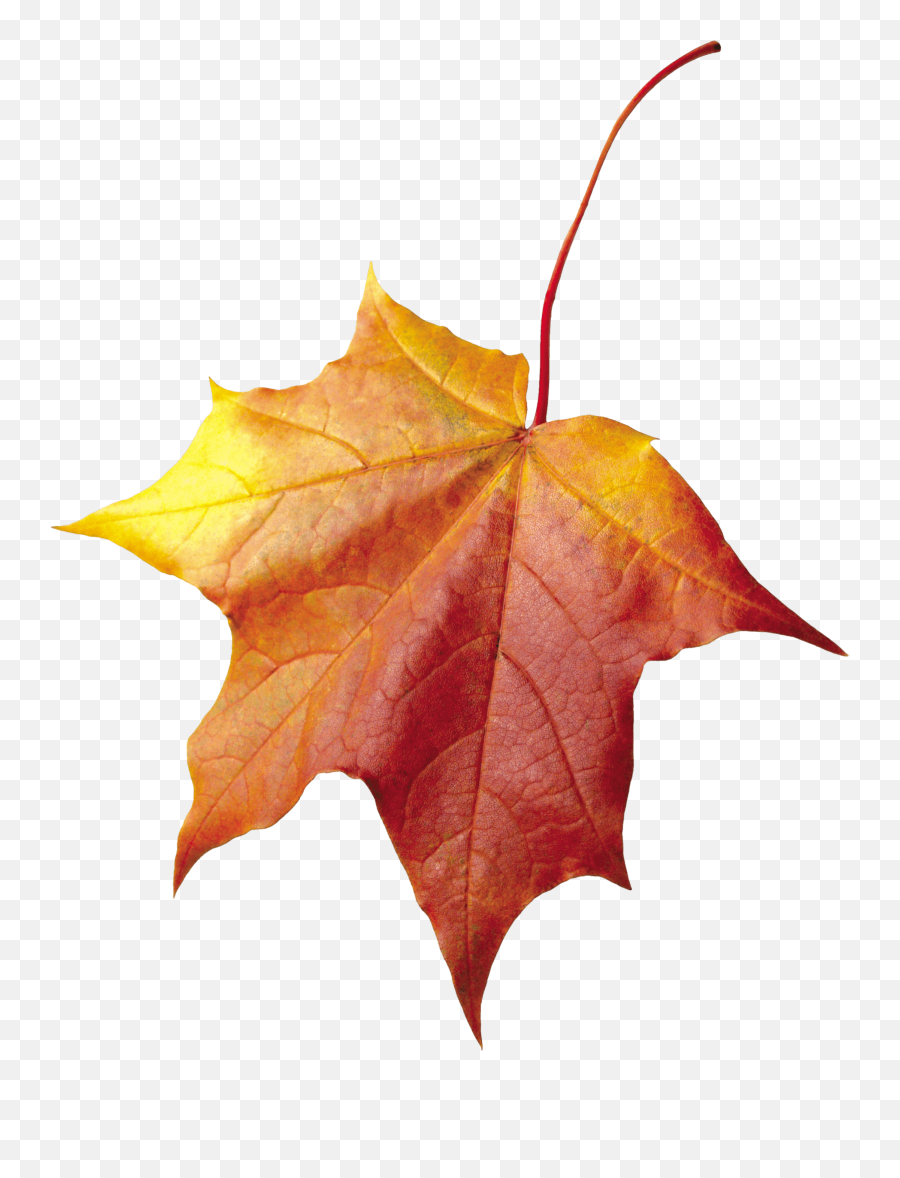 Download Autumn Png Leaf Hq Image - Autumn Leaves Pink Png,Autumn Leaves Png