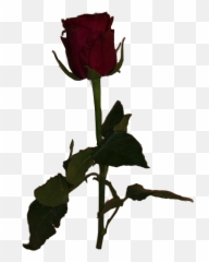 Meme Dead Rose Aesthetic Freetoedit - Png