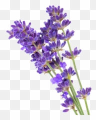 Essential Oils And Organic Aromatherapy - Transparent Background Lavender Png,Lavender Png