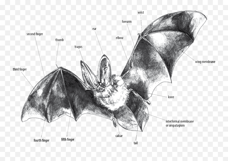 Bat Biology And Ecology Virginia Dgif - Big Brown Bat Png,Bat Png