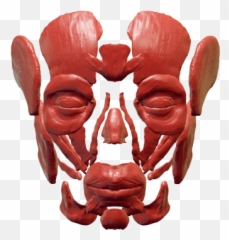 Search Results Of Png Psd Jpeg - Illustration,All Might Face Png
