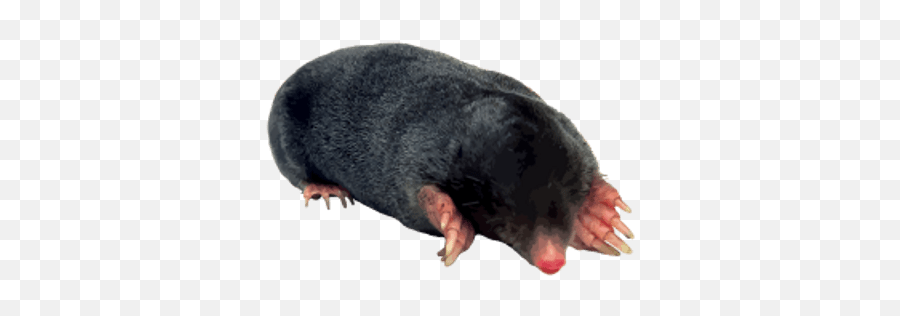 Moles Transparent Png Images - Siyah Köstebek,Mole Png